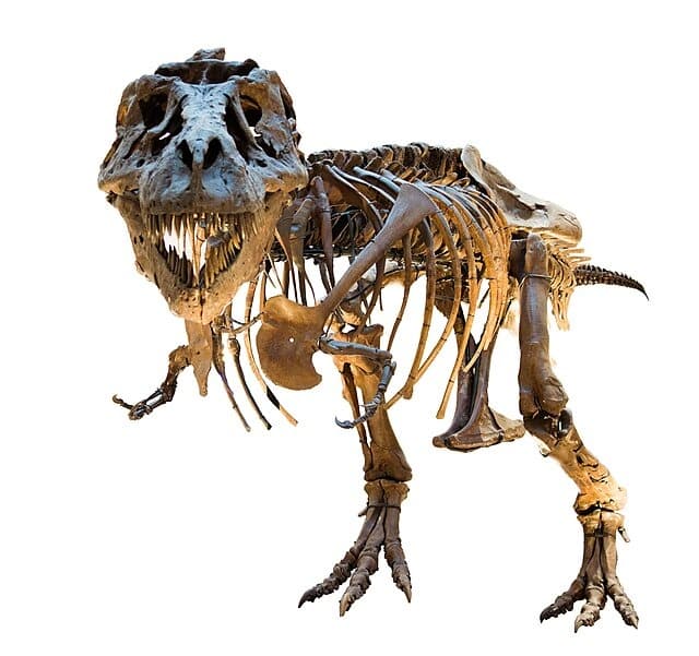 It Starts with the Skeleton